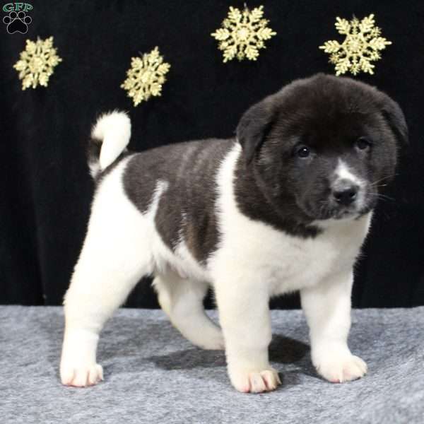 Cody, Akita Puppy